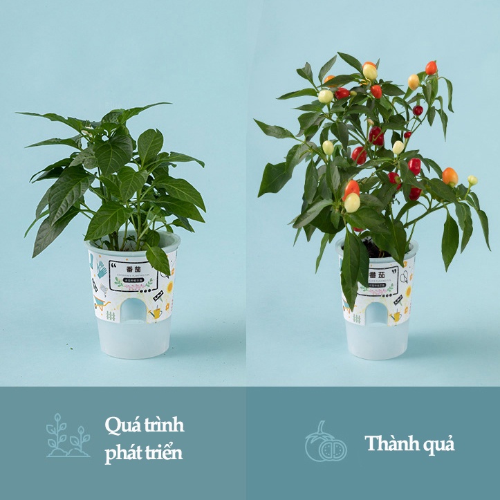 Đồ chơi chậu hạt giống cây trồng tự nảy mầm, bé tự làm đất trồng cây các loại hướng dương, dâu tây, cà chua