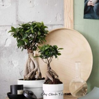 Cây Si Nhân Sâm_Cây Đa Nhân Sâm_Cây Si Củ bonsai để bàn Siêu Sang Trọng