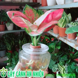 Chậu cây vạn lộc thuỷ sinh