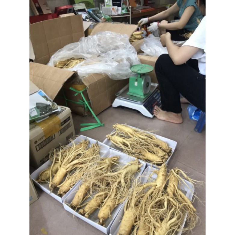 Sâm Tươi Hàn Quốc 5 Củ 1 Kg Thân Dài Loại 1