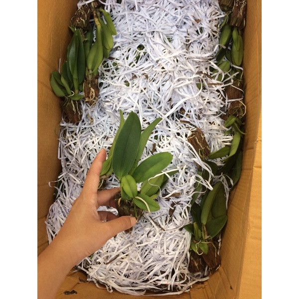 Cattleya Anna Cây Giống Dễ Trồng Hoa Thơm