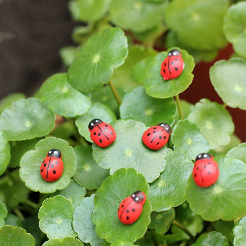 Bọ mini ngũ sắc trang trí tiểu cảnh terarium