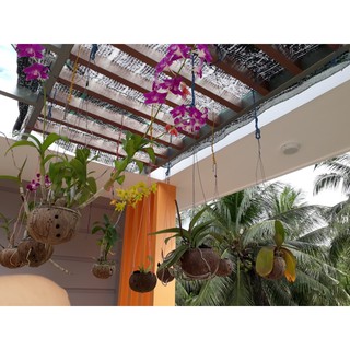 Chậu gáo dừa trồng đẹp bộ 10