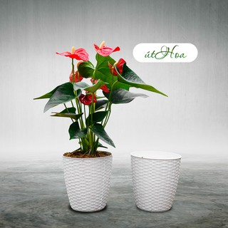 Mua Chậu để bàn Mây Đan tre xinh xắn