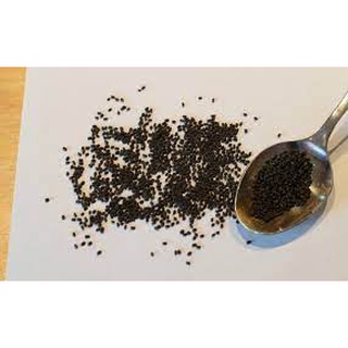 Hạt giống húng quế 200 hạt