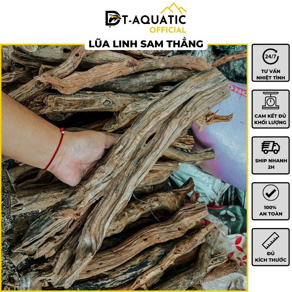 Lũa Linh Sam Thẳng - (1kg) Dùng Để Setup Bể Thủy Sinh, Layout Phong Cách Rừng Cực Đẹp và Tự Nhiên