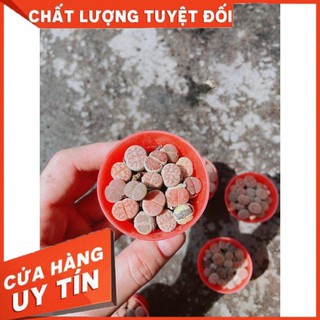 Cây Lipthop (Mông) Nhiều Người Mua