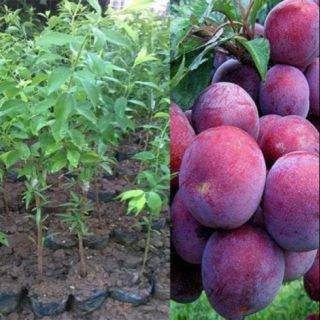 Cây giống mận tam hoa f1