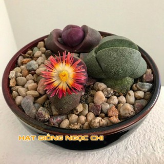 Hạt Giống Cây Thạch Lan - 20 Hạt