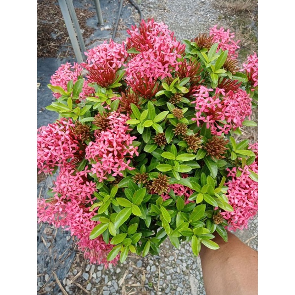 Cây trang hồng cánh sen