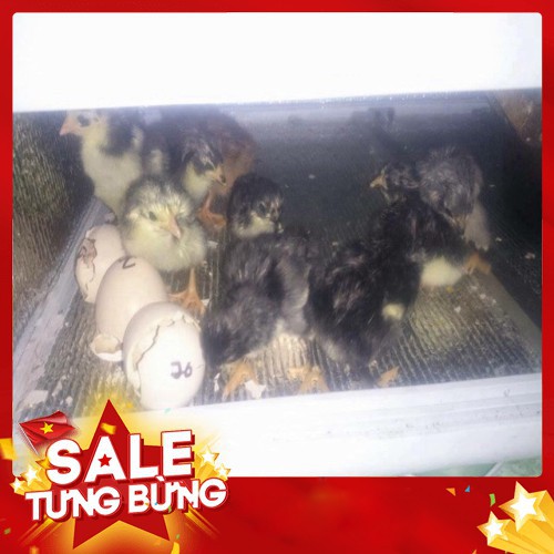 Máy Ấp Trứng Tự Động 56 Trứng Thùng hợp kim cao cấp