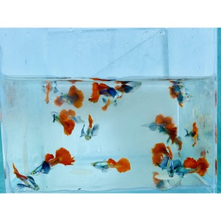 3 cặp đèn màu nước Dumbo Redtail + Tặng thùng xốp 30x20x10