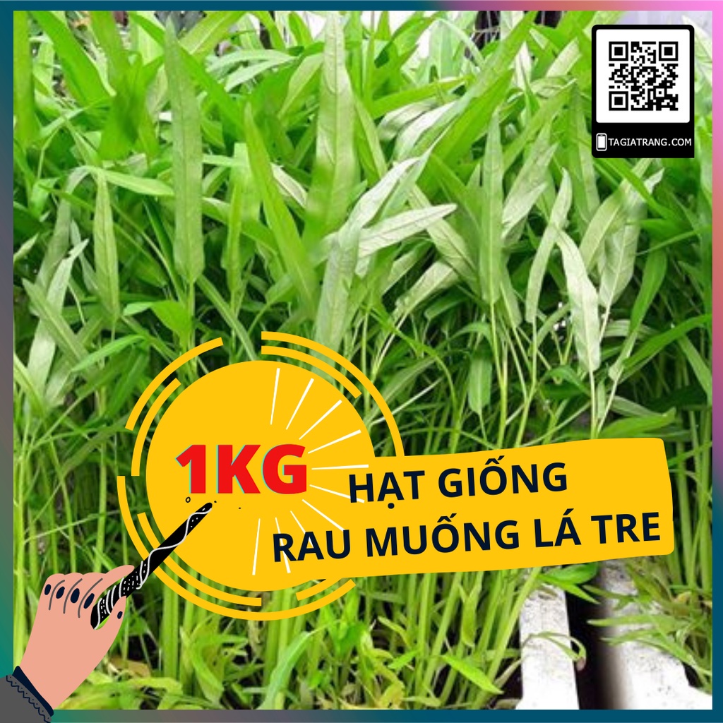 1Kg - Hạt giống muống lá tre - Tổng kho hạt giống Tạ Gia Trang
