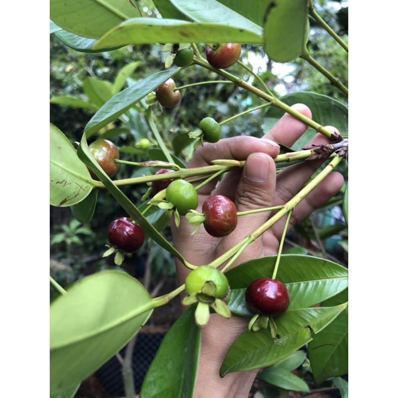 CHERRY BRAZIL