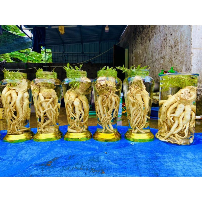 Combo 5 bình đinh lăng trơn