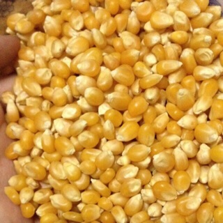 Ngô ngô ngô 1kg /2kg/3kg Bắp Mỹ Làm Bắp Rang Bơ