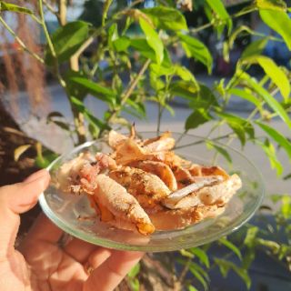 MỰC ĐỒNG TIỀN 1CON MINI