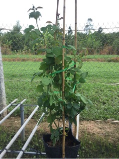 Hồng leo Pháp Red eden