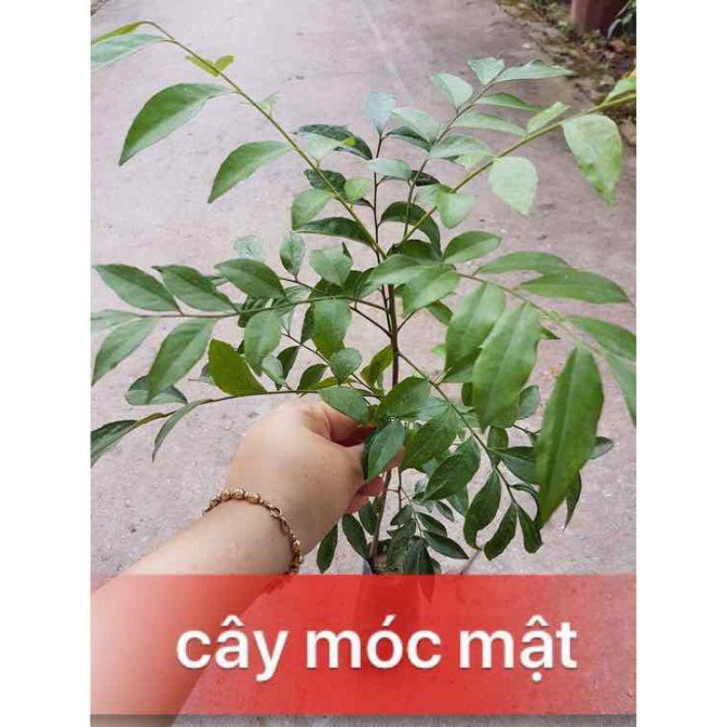 CÂY GIỐNG MÓC MẬT(cây to như ảnh số 3)