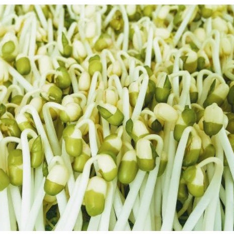 500g đậu xanh/ đỗ xanh nguyên vỏ làm giá, sữa hạt giống thuần chủng trồng hữu cơ