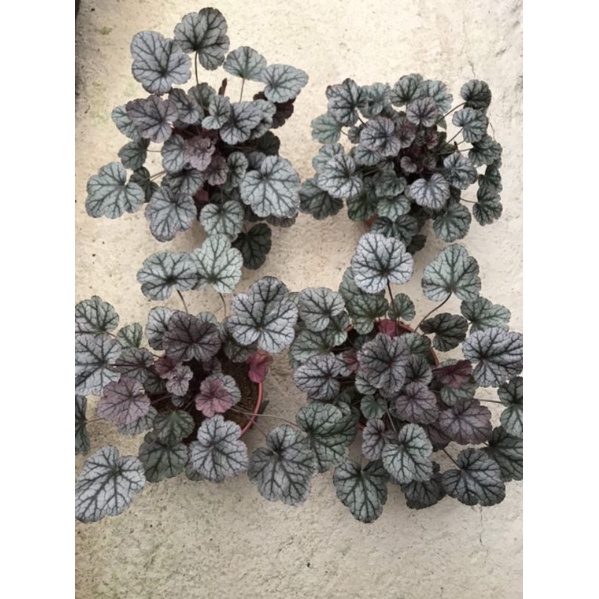 Cây chuông san hô hêu che ra.