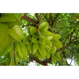 Cây giống khế chua Đài Loan cây ghép nhanh quả