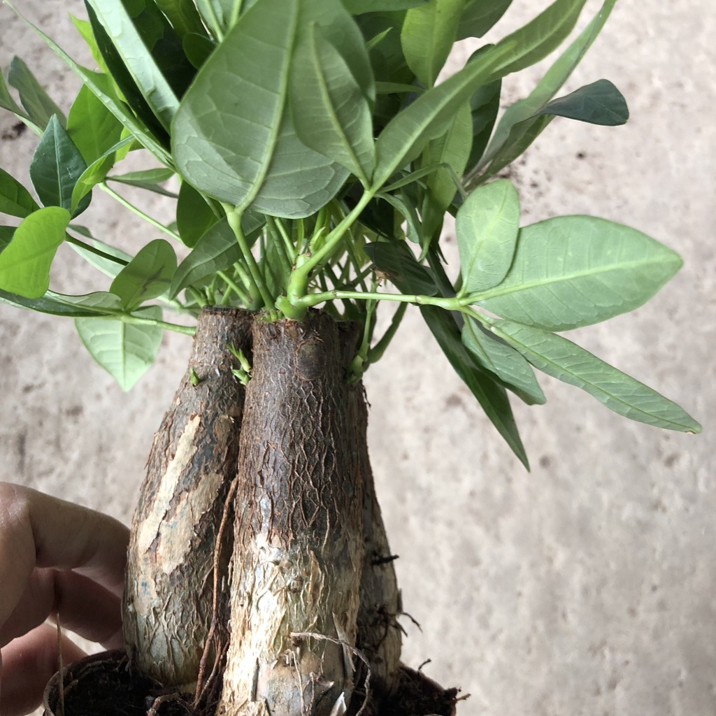Cây kim ngân - kim ngân 3 thân để bàn cao 20cm làm giảm từ tính của tivi điện thoại