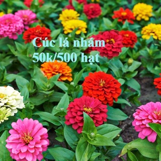 Combo hạt giống hoa các loại
