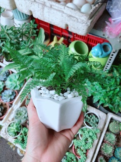 Chậu Cây Dương Sỉ Nhật
