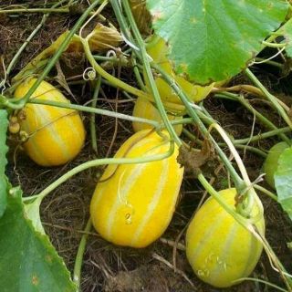 Hạt giống dưa lê Hàn Quốc