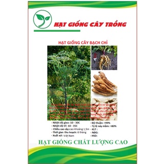 Hạt giống bạch chỉ ct207 - gói 50 hạt