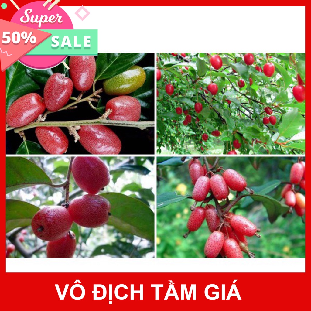Free Ship Cây Nhót Siêu Ngọt - Phủ Xanh Việt Nam