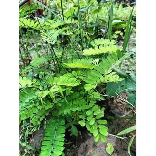 Cây giống cam thảo dây