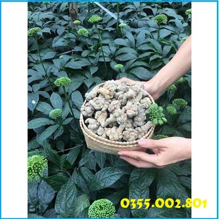 1kg củ tam thất