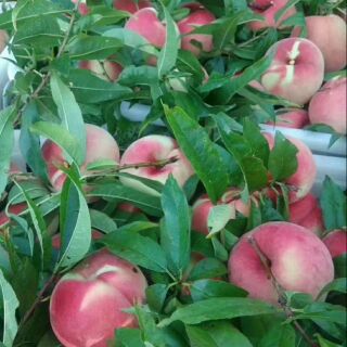 CÂY GIỐNG ĐÀO TIÊN NHẬT BẢN NHẬP KHẨU