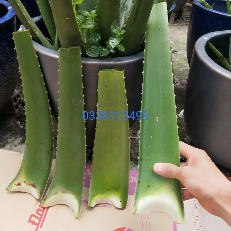 1KG Bẹ Nha Đam - Lá Nha Đam