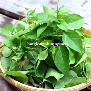 HẠT GIỐNG LÁ GIANG