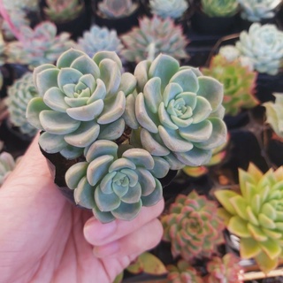 Sen đá bánh trung thu xanh, đã thuần khí hậu nóng, khoẻ đẹp, hoàn tiền khi cây bị hư hoặc lỗi