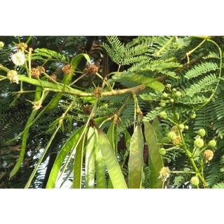 10Gram Hạt Giống Cây Keo Dậu