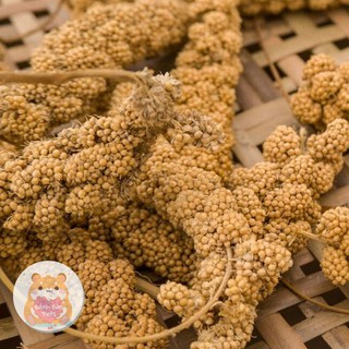 Kê sợi chùm | Thức ăn cho hamster