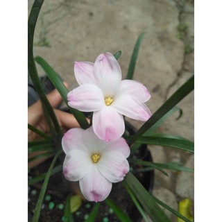 Củ huệ mưa ngoại