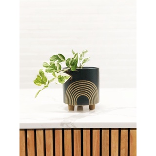 Nhánh cây trầu bà Ngọc thủy