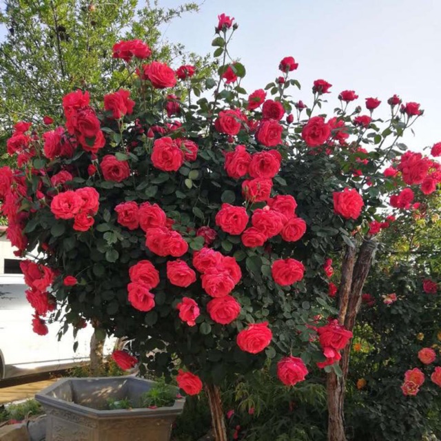 My pham 1 sp son gg Bích van