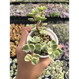 Sen đá Đôla Trắng Size bầu 5cm Hư 1 đổi 1