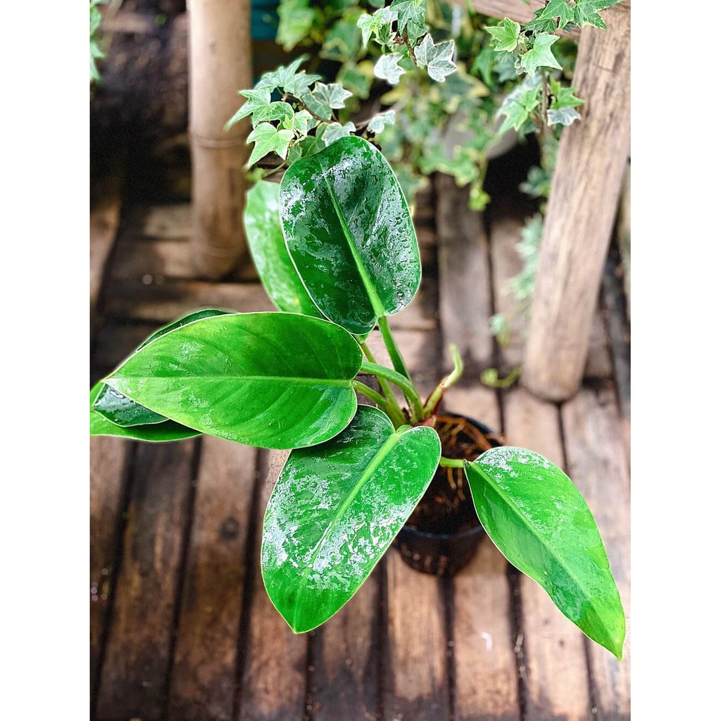 Cây Philodendron Imperial Green (Lục Đế, Trầu Bà Đại Đế Xanh) chậu nhựa