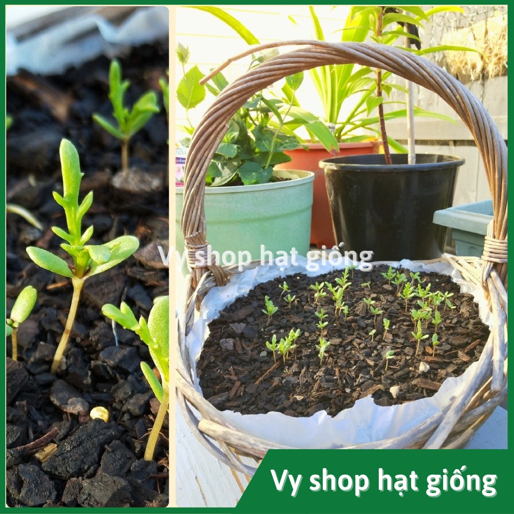 Hạt giống hoa cúc Joy  Thái Lan gói 400 hạt mix màu