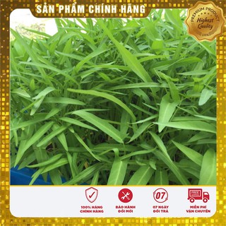 COMBO 5 gói hạt giống rau muống TẶNG 1 phân bón