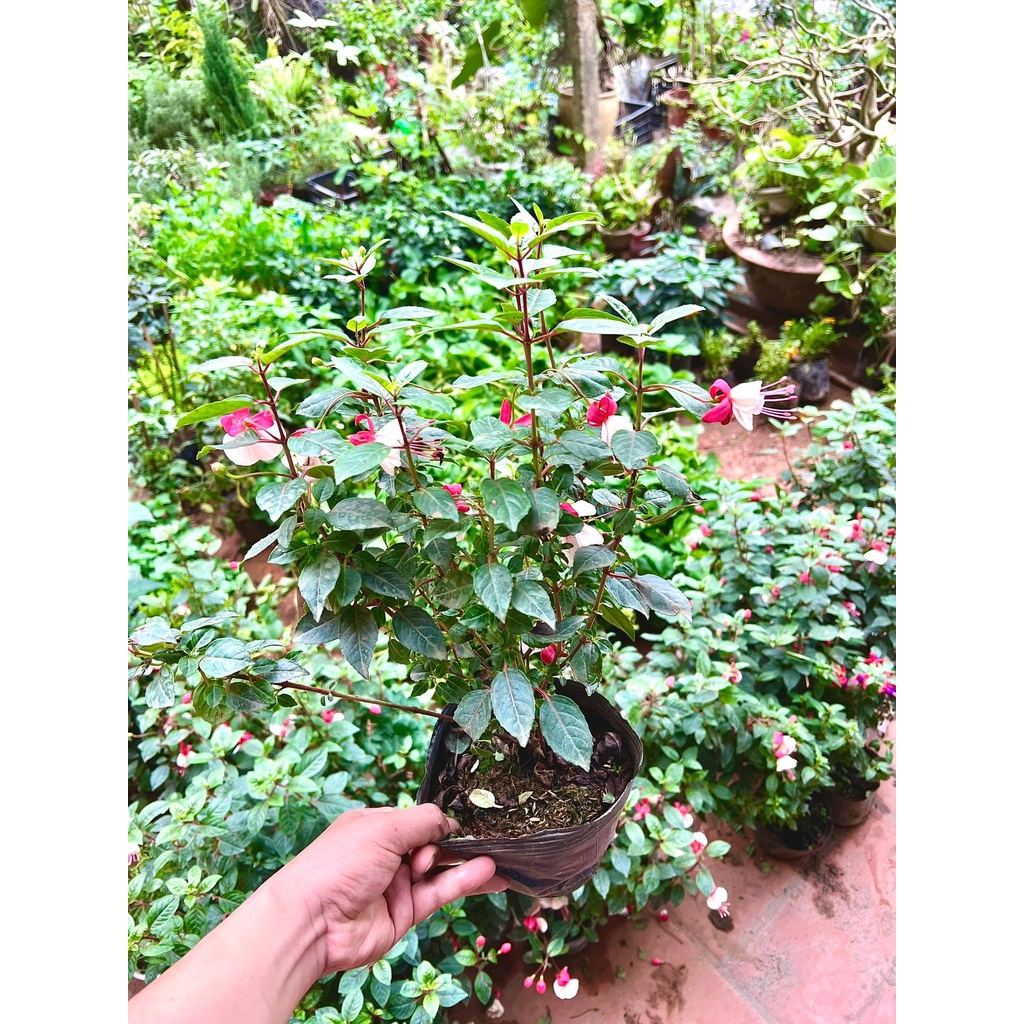 Cây hoa lồng đèn đang hòa nụ (ảnh thật)