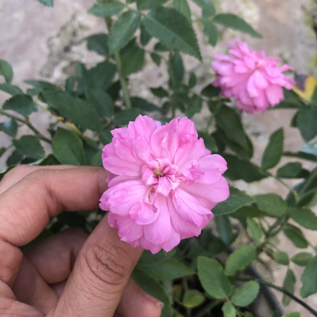Hồng bụi Sweet Chariot Rose cho hoa màu tím rượu vang bông chùm