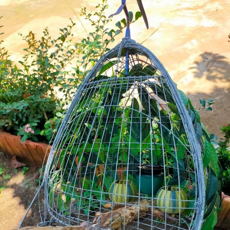 Thức Ăn Chim Cu Gáy Ngũ Cốc 20 Loại Hạt